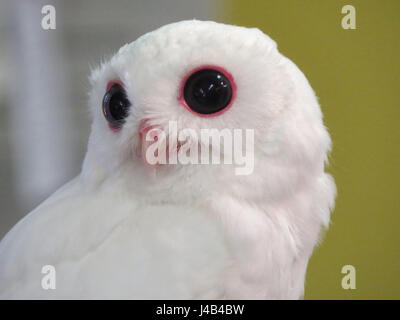 Weiße Leucistic Käuzchen, Peace River Wildlife Centre, Punta Gorda, Florida Stockfoto