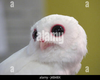 Weiße Leucistic Käuzchen, Peace River Wildlife Centre, Punta Gorda, Florida Stockfoto