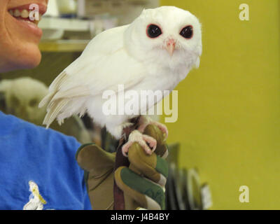 Weiße Leucistic Käuzchen, Peace River Wildlife Centre, Punta Gorda, Florida Stockfoto