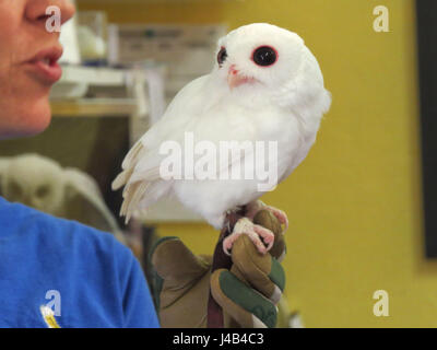 Weiße Leucistic Käuzchen, Peace River Wildlife Centre, Punta Gorda, Florida Stockfoto