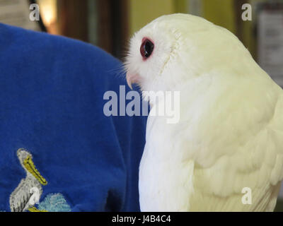 Weiße Leucistic Käuzchen, Peace River Wildlife Centre, Punta Gorda, Florida Stockfoto