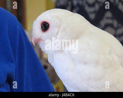 Weiße Leucistic Käuzchen, Peace River Wildlife Centre, Punta Gorda, Florida Stockfoto