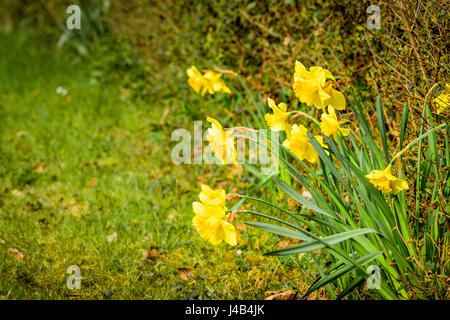 Frühling im Garten mit gelben Narzissen Blumen in der Sonne auf einer Wiese im Frühling Stockfoto