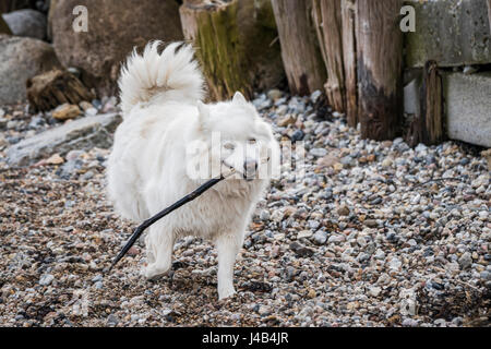 Samojeden Hündin spielen mit einem Holzstab auf einem Strand mit Kieselsteinen im Herbst Stockfoto