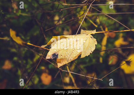 Herbst Ahornblatt mit Tau fällt in einem Wald im Herbst in der gelben Farbe hängt in einem Baum im Herbst Stockfoto