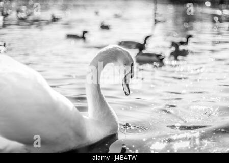 Schwan in einem See in schwarzen und weißen Farben mit einem Tröpfchen aus dem Schnabel ins Wasser zu fallen Stockfoto