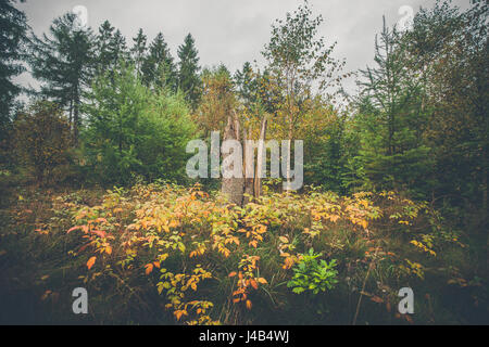 Baumstamm, umgeben von bunten Blättern in einem Wald im Herbst Stockfoto