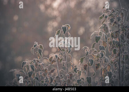 Pflanzen in den Sonnenaufgang am Morgen im Winter mit Frost auf den Blättern in der Morgensonne eingefroren Stockfoto