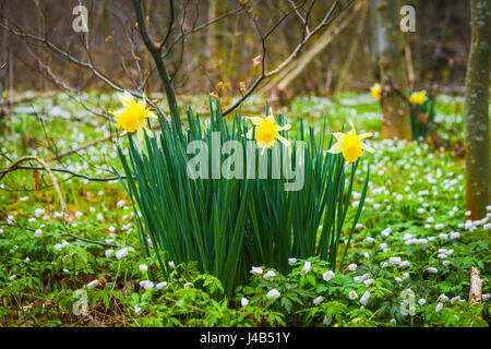 Narzisse Blumen auf einer grünen Wiese mit weißen Anemone Wildblumen in der Nähe von einem Wald im Frühjahr Stockfoto