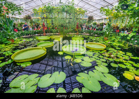 United Kingdom, England, Kew Gardens in London Borough of Richmond upon Thames, innere Waterlily House Stockfoto