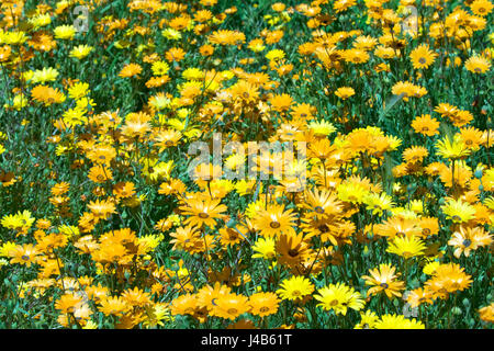 Ein Foto von Frühling Wildblumen. Farben sind überwiegend orange und gelb mit einem Hauch von Grün. Sehr Bucht und lebendig. Sping vom Feinsten. Stockfoto