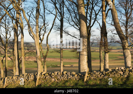 Eine Ansicht von Ackerland durch eine Linie Buche in Aberdeenshire. Stockfoto