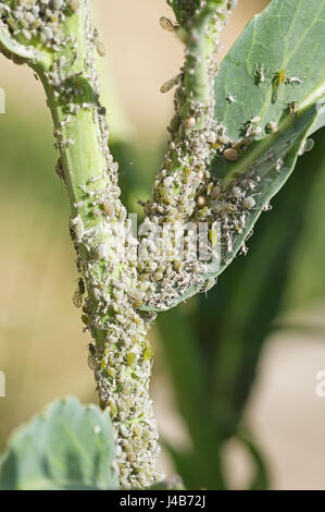 eine Gartenpflanze bedeckt eine Blattlaus Schädlingsbefall Stockfoto