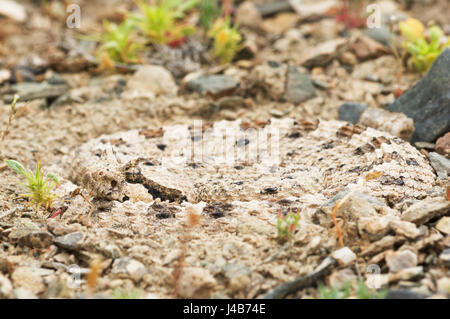 Nahaufnahme der Mojave-Wüste Sidewinder Klapperschlange oder Crotalus Cerastes aufgerollt in einer Senke im Kies Stockfoto