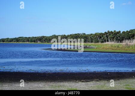 Eine große Gruppe von Geier Herumlungern am Ufer des Myakka River im Südwesten von Florida. Stockfoto