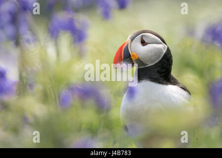 Papageitaucher (Fratercula Arctica) stand unter Bluebell Blumen am Docht, Skomer Island, Pembrokeshire, Wales Stockfoto