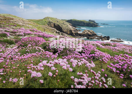 Teile der Sparsamkeit Teppich Manx Shearwater gräbt am Skomer Head auf Skomer Island, Pembrokeshire, Wales, UK Stockfoto