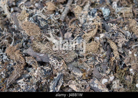 Gewürze auf dem Display auf dem Markt an Khari Baoli Straße in Neu-Delhi, Indien, Asiens größte Großhandel Gewürzmarkt. Stockfoto