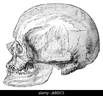 PSM V44 D643 Schädel eines Cro-Magnon-Greis von Les eyzies Stockfoto