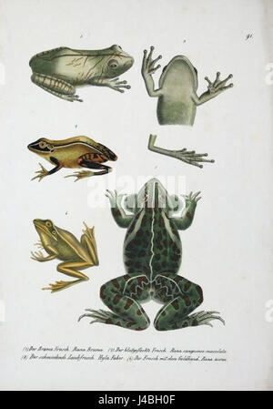 Rana brama Schinz bezieht sich auf die Froschart, die allgemein als Indischer Bullfrosch bekannt ist. Sie ist in Südasien beheimatet und zeichnet sich durch ihre große Größe und ihre ausgeprägte Vokalisierung aus. Stockfoto