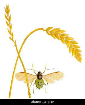 Rhopalosiphum padi ist eine Insektenart, die allgemein als Vogelkirsch-Hafer-Blattlaus bekannt ist. Es handelt sich um einen landwirtschaftlichen Schädling, der Pflanzen, insbesondere Hafer und Gerste, befällt und Pflanzenviren übertragen kann, die eine Bedrohung für die Ernteerträge darstellen. Stockfoto