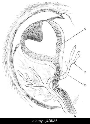 Diese Referenz beschreibt das Zirbelauge der Hatteria, ein einzigartiges Merkmal der Art, das in Reptilien wie der Tuatara zu finden ist. Das Zirbelauge spielt eine Rolle bei der Regulierung des zirkadianen Rhythmus und der Lichtwahrnehmung. Stockfoto
