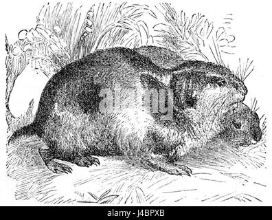 Dieses Bild aus dem „Popular Science Monthly“ zeigt eine Lemminge- oder Norwegerratte und veranschaulicht die Eigenschaften der Tiere und ihre Rolle im Ökosystem. Lemminge sind für ihr Migrationsverhalten bekannt, während die Norwegerratte für ihre Anpassungsfähigkeit in städtischen Umgebungen berüchtigt ist. Stockfoto