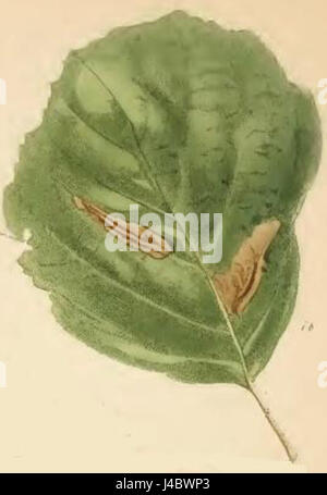 Phyllonorycter stettinensis ist eine Mottenart, die für ihre Larvenminen auf Erlenblättern bekannt ist. Das Bild zeigt die Schäden, die durch die Larven verursacht werden, und gibt einen Einblick in den Lebenszyklus dieser Mottenart. Stockfoto