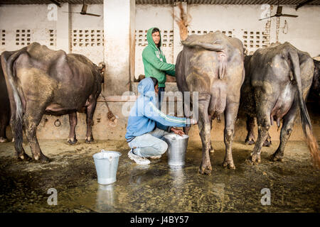 Junger Mann Mikrofonierung einen inländische asiatische Wasserbüffel (Bubalus beispielsweise) bei einer Landwirtschaft in Punjab, Indien. Stockfoto