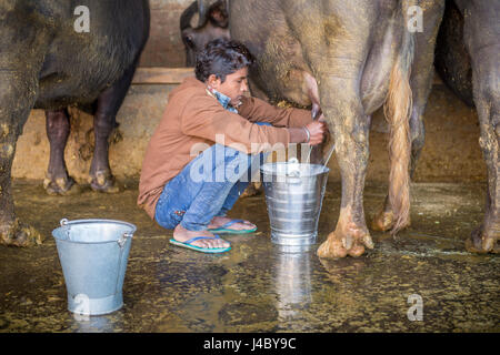 Junger Mann Mikrofonierung einen inländische asiatische Wasserbüffel (Bubalus beispielsweise) bei einer Landwirtschaft in Punjab, Indien. Stockfoto