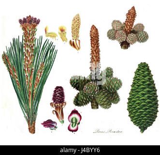 Pinus pinaster, auch bekannt als Maritime Kiefer, ist eine Art Kiefer, die im Mittelmeerraum beheimatet ist. Es ist weithin bekannt für seine Verwendung in der Holzproduktion und als Harzquelle. Stockfoto