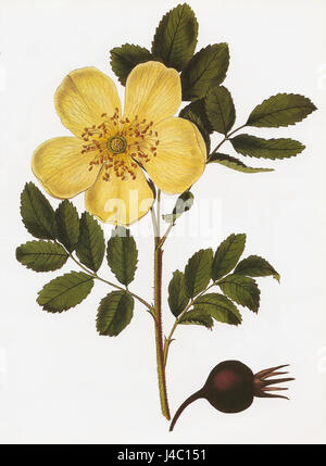 Rosa Hemisphaerica RHS Stockfoto