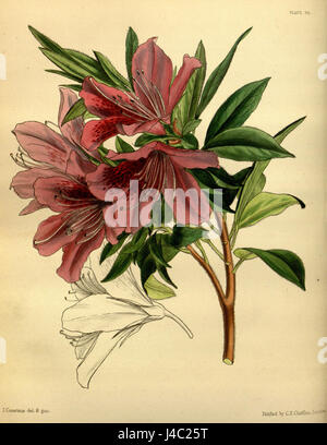Rhododendron Simsii Paxton 070 Stockfoto