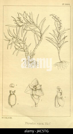 Phreatia nana ist eine Orchideenart, die in Hookers Icones Plantarum, speziell in Band 21, Platte 2084, zu finden ist. Diese botanische Illustration aus dem Jahr 1892 zeigt die einzigartigen Eigenschaften dieser kleinen Orchideenart. Stockfoto