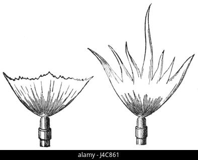 Dieses Bild aus dem „Popular Science Monthly“ (Band 36) zeigt ein Experiment zur Interaktion von Licht und Schall, das sich auf das Verhalten von Fledermausflammen unter verschiedenen Lichtbedingungen konzentriert. Die Studie erforscht die Physik von Licht und Ton auf innovative Weise. Stockfoto
