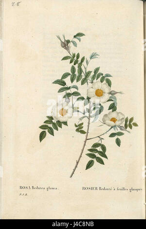 Rosa Redoutea Glauca Seite 001 Stockfoto