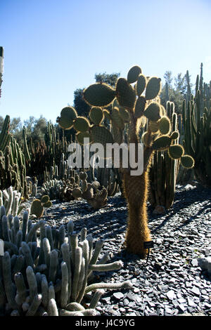 California Stockfoto