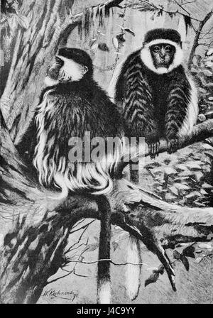 PSM V41 D408 Guereza Affen Stockfoto