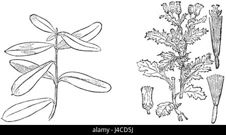 Die Abbildung aus PSM V27 D502 zeigt die Blätter von Bupleurum fructicosum und Grundierung, beides Pflanzen, die in verschiedenen Regionen beheimatet sind. Diese botanischen Abbildungen verdeutlichen die Besonderheiten der Pflanzen für Identifizierungs- und Untersuchungszwecke. Stockfoto