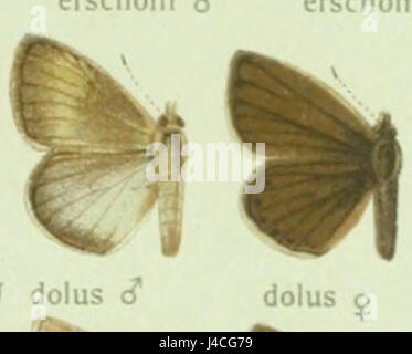 *Polyommatus dolus*, allgemein bekannt als gemeiner Blauer Schmetterling, ist eine Art, die in Europa und Teilen Asiens vorkommt. Diese Art ist für ihre blauen Flügel bekannt und gehört zur Familie der Lycaenidae. Stockfoto