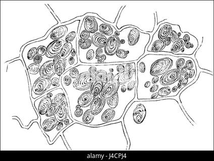 Das Bild mit dem Titel „PSM V21 D306“ zeigt Kartoffelzellen mit Stärkekörnern. Diese Abbildung zeigt die biologische Zusammensetzung der Kartoffelknollen und zeigt ihre Rolle bei der Speicherung von Energie und Nährstoffen. Stockfoto
