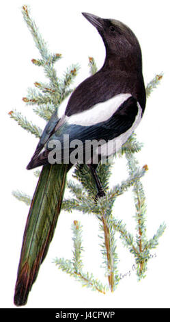 Pica pica bezieht sich auf die eurasische Elster, eine Vogelart, die für ihr unverwechselbares schwarz-weißes Gefieder und ihre Anpassungsfähigkeit an verschiedene Umgebungen bekannt ist, die häufig in Europa und Teilen Asiens zu finden ist. Stockfoto