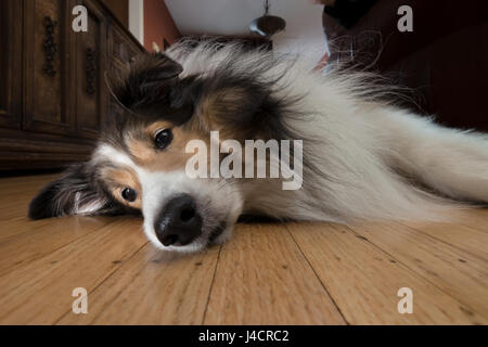 Shelty Hund liegt auf Boden müde und schläfrig. Stockfoto