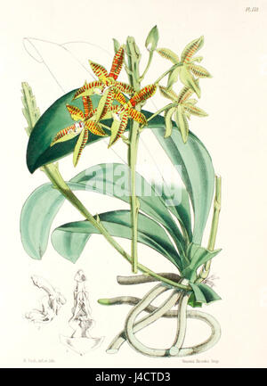 Phalaenopsis Cornu cervi12556 Stockfoto