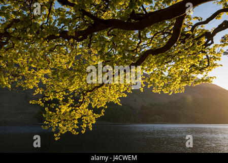 Dämmerung Licht am Buttermere im Lake District, Cumbria, England UK Stockfoto