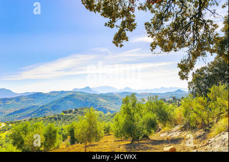 Panorama der Landschaft mit Gebirge und Olivenbäumen neben Olvera, weißen Dörfer Andalusiens, Provinz Cádiz, Spanien Stockfoto