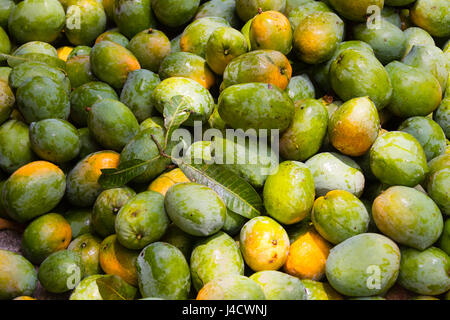 Ein Haufen von erntefrischem Bio Mangos in Südindien. Stockfoto