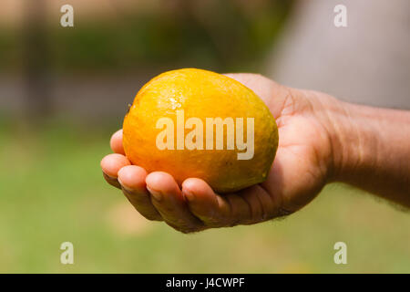 Golden Reife Mango in einem indischen Mann Hand. Stockfoto