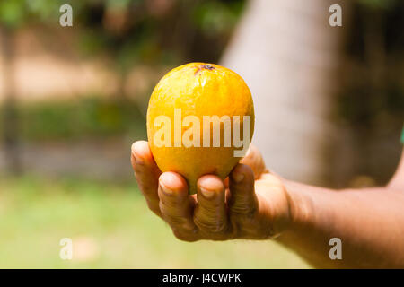 Golden Reife Mango in einem indischen Mann Hand. Stockfoto