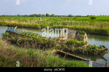 Verfallene Holzboot auf dem River Hull mit bewachsenen Vegetation flankiert von Ackerland mit Pferd auf einer hellen Feder in der Nähe von Beverley, UK aufgegeben. Stockfoto